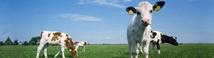 Cows in field banner