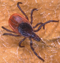 Tick