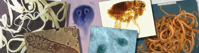 Parastiology collage