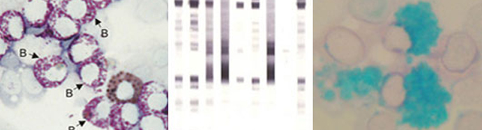 Serology Vials Banner