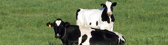Generic Banner Cows