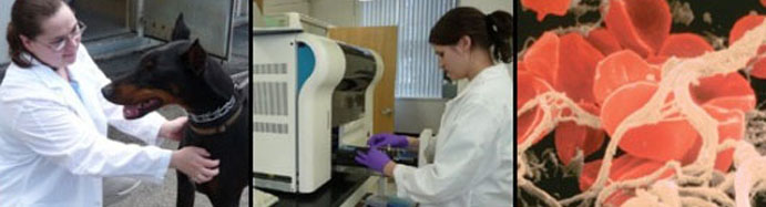 cornell diagnostic lab tick test