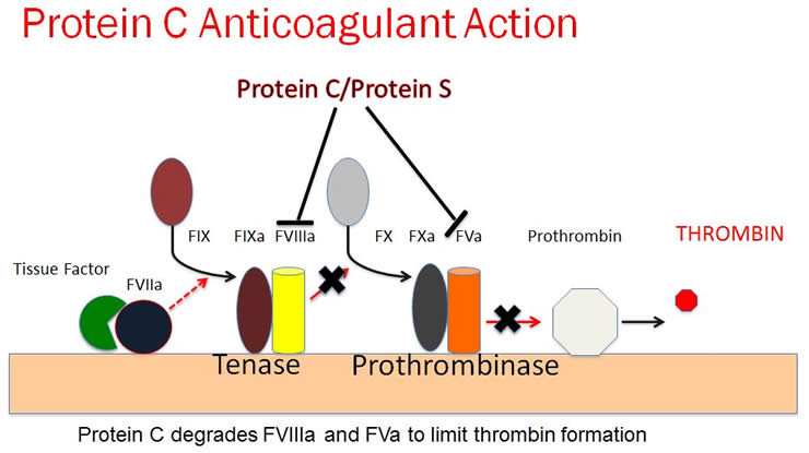 Protein C Activation Diagrams