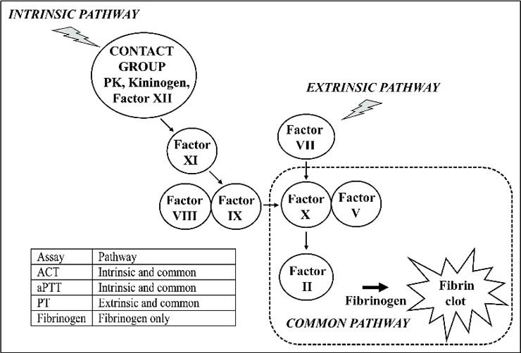 Coagulation Pathways Diagram