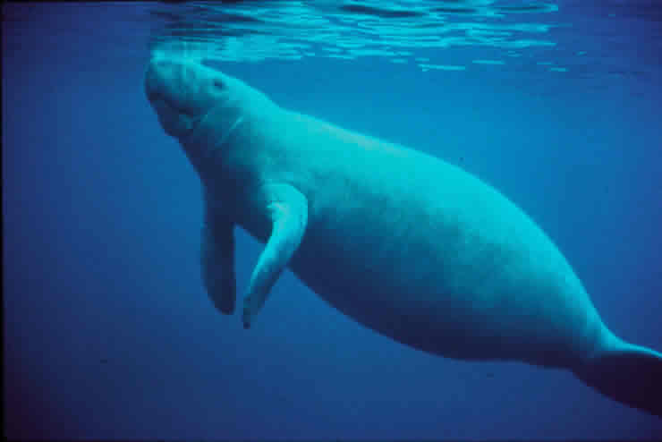 Manatee surfacing to breathe Manatee surfacing to breathe