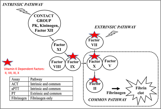 Intrinsic and Extrinsic Pathways Intrinsic and Extrinsic Pathways Diagram