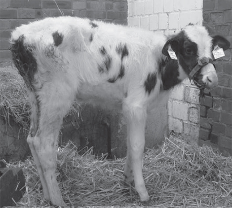 Affected calf in Germany