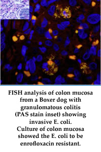 Quality Control Considerations For Fluorescence In Situ